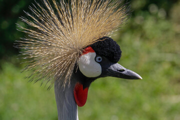 Obraz premium Crowned crane in the nature with a green background. High quality photo