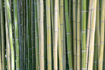 Bambouseraie (foret de bambous) - 518104373