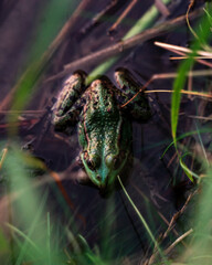 Green frog in the water