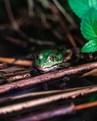 Green frog in the water