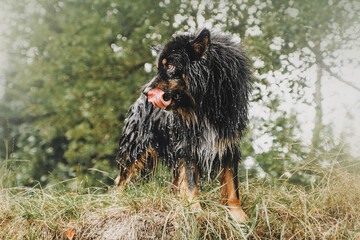 Australian Shepherd walks at the border of a lake
