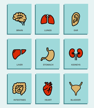 set of icons of human organs