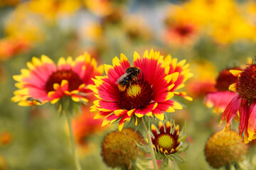Gaillardia in the garden. Yellow flowers. A bumblebee collects pollen. Photo of nature.