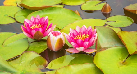 Beautiful pink flowers of water lilies - nymphaea