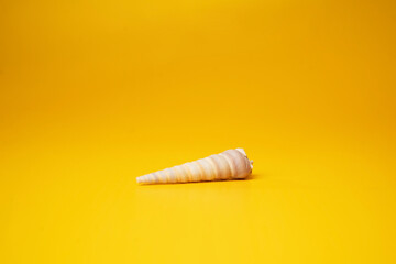 Shell on a yellow background. - Summer concept.