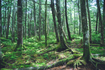 八ヶ岳連峰の原生林　日本百名山
