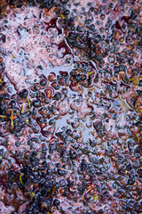 Crushing or press ripe grapes by fit in boots.