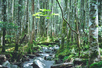 Obraz premium 八ヶ岳連峰の原生林 日本百名山