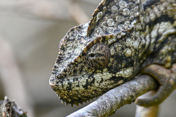 Fototapeta premium Chameleon Furcifer Pardalis,Madagascar nature