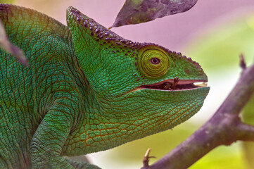 Chameleon Furcifer Pardalis,Madagascar nature