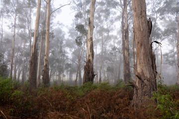 Misty morning in the eucalyptus forest in Watsons Creek, Victoria, Australia 