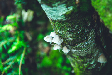 八ヶ岳連峰 原生林のキノコと苔