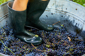 Crushing or press ripe grapes by fit in boots.