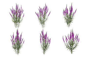 Shrubs and flowers on a white background