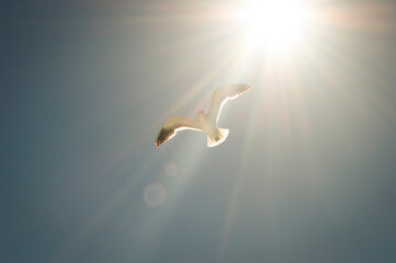 Gaviota 
