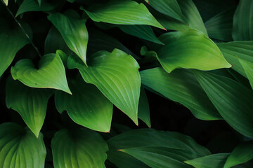 Ornamental shrub hosta. Large leaves. The background. Photo of nature.