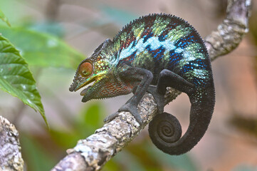Chameleon Furcifer Pardalis,Madagascar nature