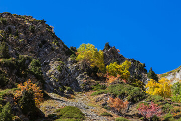 Colourful tees on the rocks of the mountains at Rakaposhi base camp, Hunza valley, Pakistan
