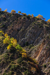 Colourful tees on the rocks of the mountains at Rakaposhi base camp, Hunza valley, Pakistan