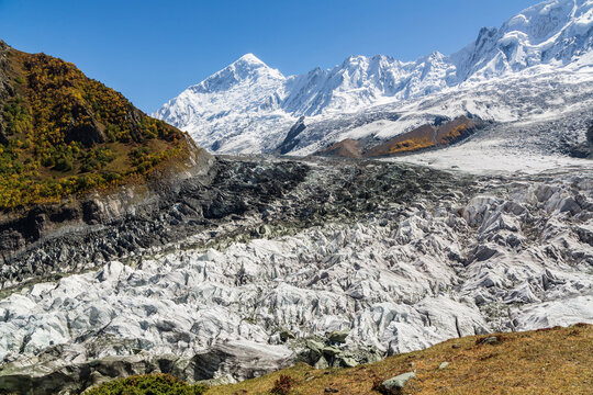 Minapin glacier and Rakaposhi mountain view in autumn with yellow trees. Karakoram, Pakistan