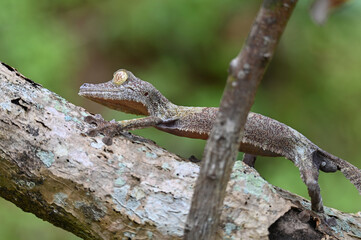 Leaf-tailed Gecko / Uroplatus phantasticus, Madagascar nature