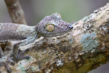 Leaf-tailed Gecko / Uroplatus phantasticus, Madagascar nature