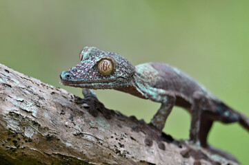 Leaf-tailed Gecko / Uroplatus phantasticus, Madagascar nature