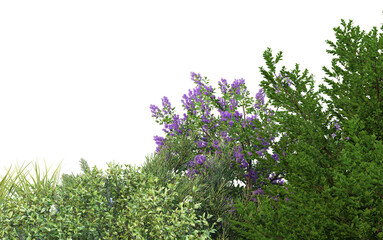 Garden shrubs and flowers on a white background