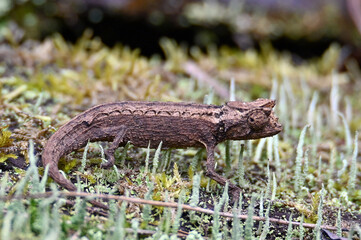 Chameleon Brookesia minima, Madagascar dwarf chameleon