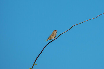 greenfinch perched on a branch with a background of bright blue sky