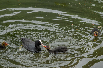 coot feeding her chicks on the river