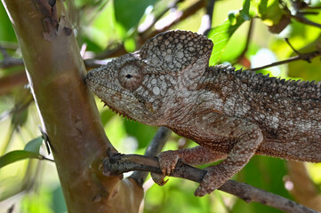 Chameleon Furcifer Pardalis,Madagascar nature
