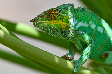 Chameleon Furcifer Pardalis,Madagascar nature