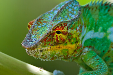 Chameleon Furcifer Pardalis,Madagascar nature