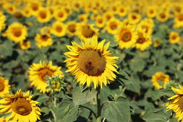 Fototapeta premium Sunflowers. Blooming field of sunflowers in summer