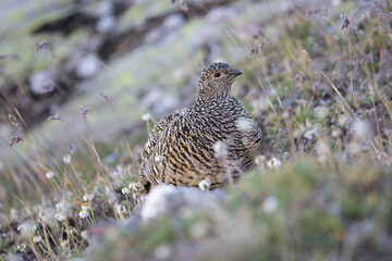 Rock ptarmigan - Lagopus muta The rock ptarmigan (Lagopus muta) is a medium-sized gamebird in the grouse family. It is known simply as the ptarmigan in the UK and in Canada - Powered by Adobe
