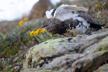 Rock ptarmigan - Lagopus muta The rock ptarmigan (Lagopus muta) is a medium-sized gamebird in the grouse family. It is known simply as the ptarmigan in the UK and in Canada - 518111358