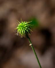 Wood Avens plant selective focus