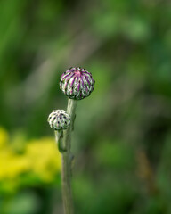 Spring Corn flower bud selective focus