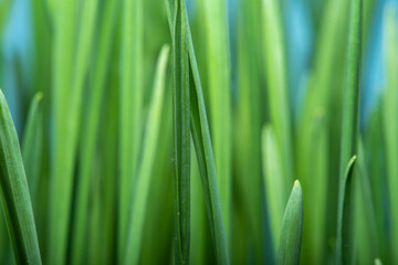 Fototapeta na wymiar Close-up of fresh grass in soft focus. Green background on the theme of organic products and environmental protection.
