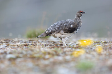 Rock ptarmigan - Lagopus muta The rock ptarmigan (Lagopus muta) is a medium-sized gamebird in the grouse family. It is known simply as the ptarmigan in the UK and in Canada - 518111592