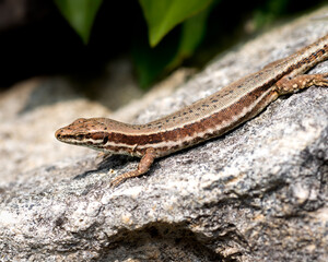 Gecko lizard watching at the camera