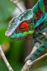 Chameleon Furcifer Pardalis,Madagascar nature