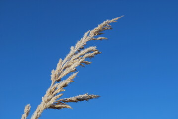 Frozen wheat stalk against sky