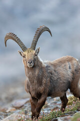 The Alpine ibex (Capra ibex), also known as the steinbock, bouquetin, or simply ibex, is a species of wild goat that lives in the mountains of the European Alps.  - 518111769