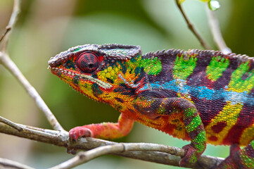 Chameleon Furcifer Pardalis,Madagascar nature