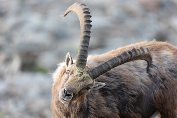 The Alpine ibex (Capra ibex), also known as the steinbock, bouquetin, or simply ibex, is a species of wild goat that lives in the mountains of the European Alps.  - 518111905