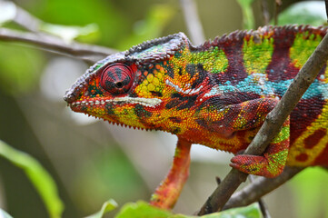 Chameleon Furcifer Pardalis,Madagascar nature