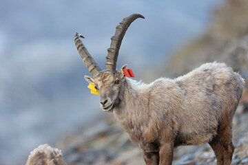 The Alpine ibex (Capra ibex), also known as the steinbock, bouquetin, or simply ibex, is a species of wild goat that lives in the mountains of the European Alps.  - 518111948