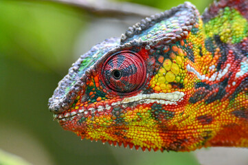 Chameleon Furcifer Pardalis,Madagascar nature